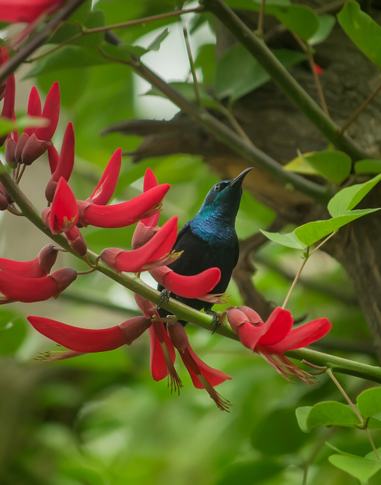 sunbird at aura